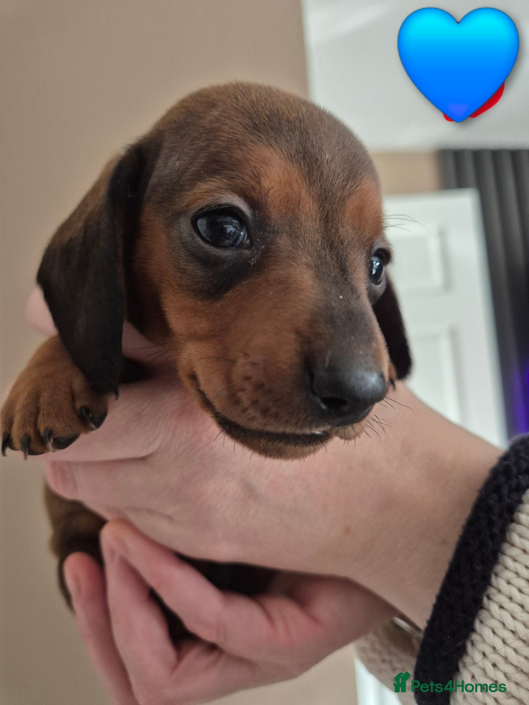 Miniature Dachshund dogs for sale: Looking for their forever 🏡 - Image 11