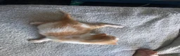 Mixed Breed cats for sale: 4 Beautiful fluffy kittens  - Advert 9