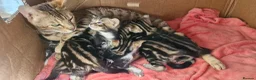 Bengal cats for sale: Bengal mix kittens for sale - Advert 3