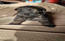 German Shepherd dogs for sale: Long-Haired Straight Back German Shepherd Puppies - Image 24