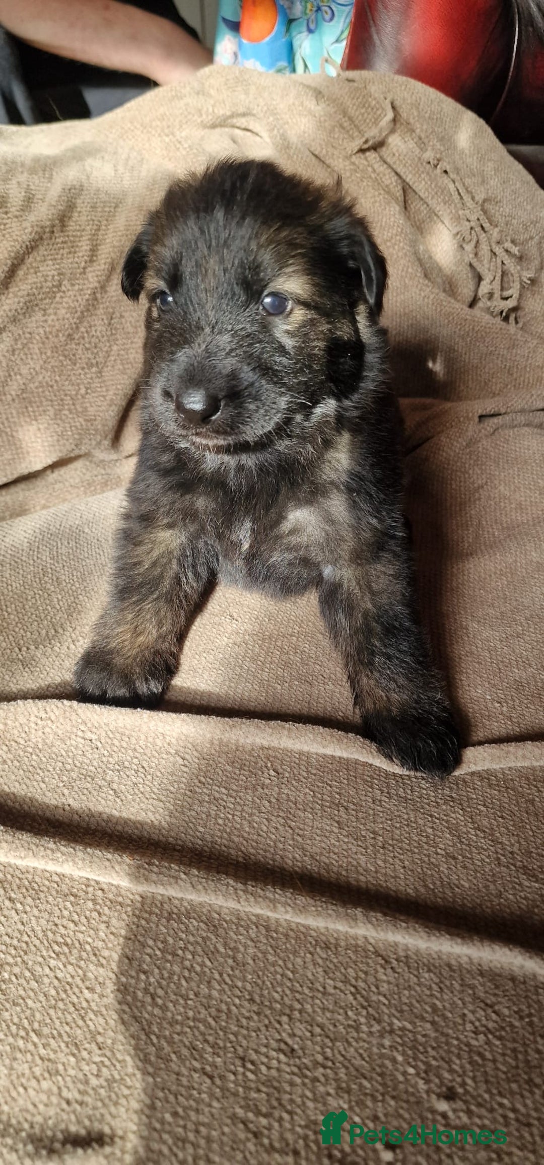 German Shepherd dogs for sale: Long-Haired Straight Back German Shepherd Puppies - Image 24