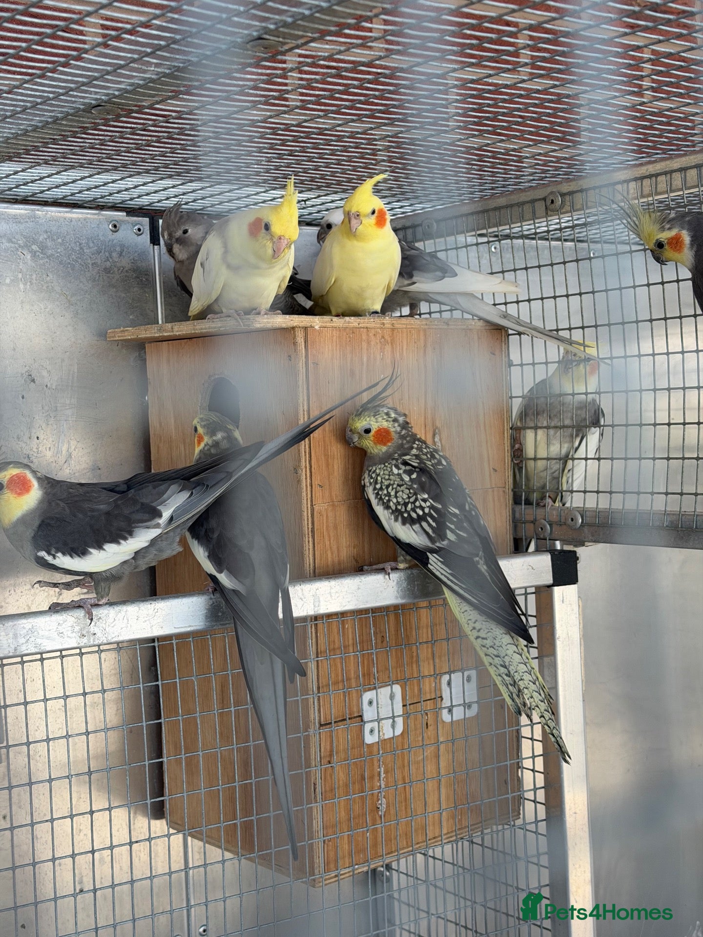 Cockatiels birds Cockatiels For Sale  - Advert 1