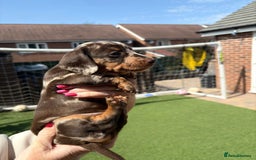 Miniature Dachshund dogs for sale: Miniature Dachshund Puppies  - Image 6