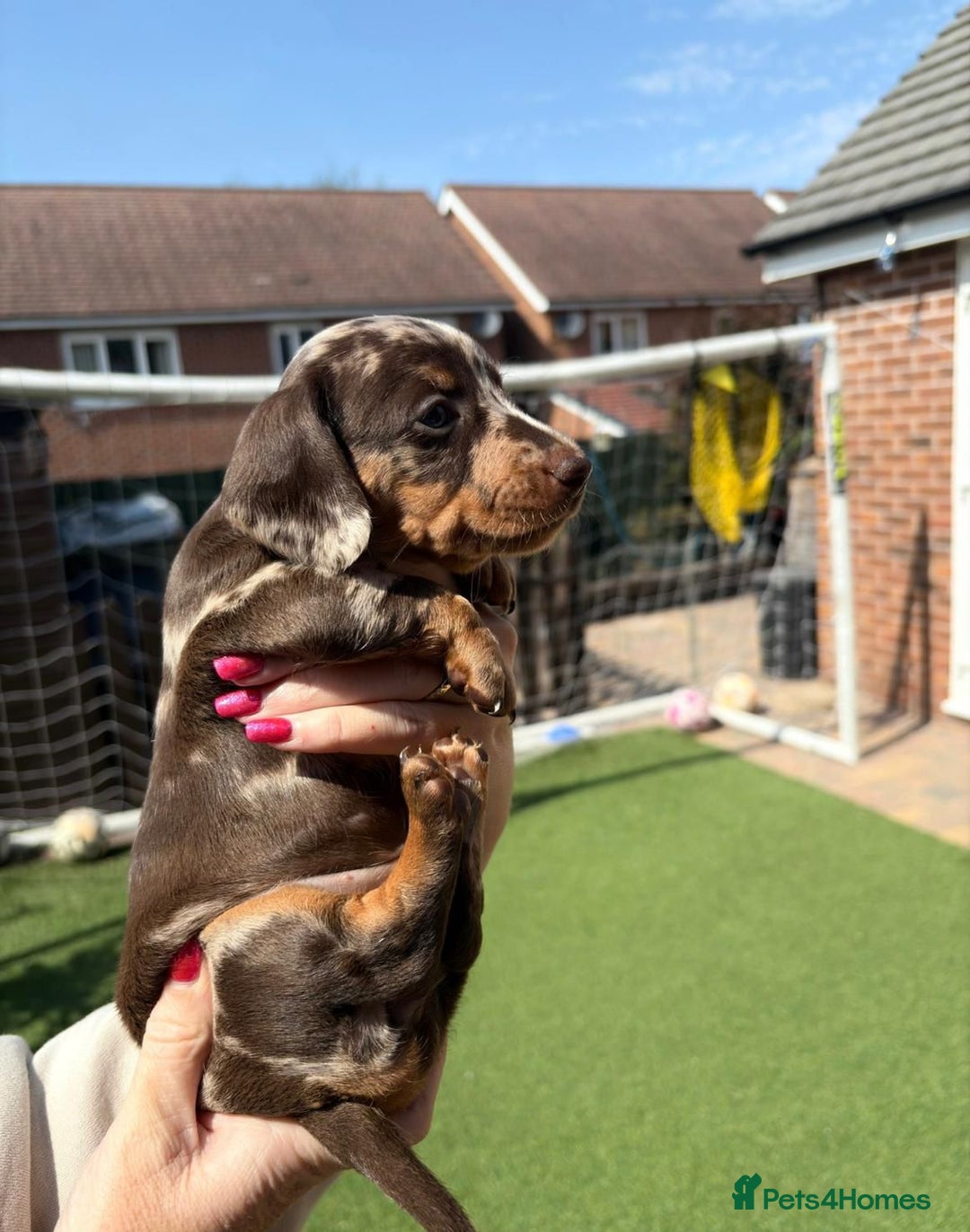 Miniature Dachshund dogs for sale: Miniature Dachshund Puppies  - Image 6