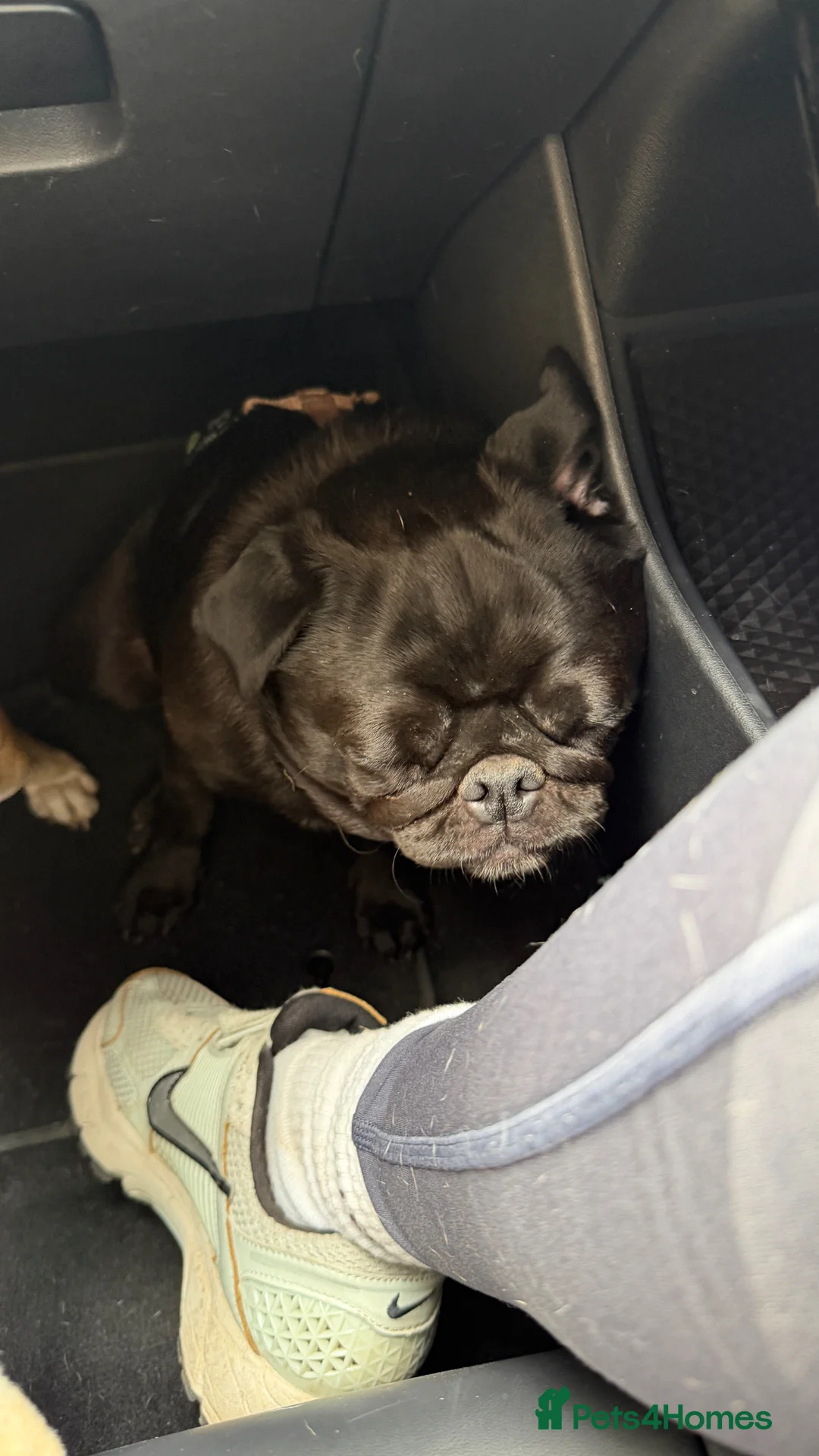 Pug dogs for sale: Adorable Pug & Jug Duo 💛 - Advert 9