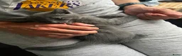Russian Blue cats for sale: Russian blue kittens  - Advert 3