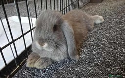 Mini Lop rabbits for sale: Pure bred mini lops ready to go - Image 5