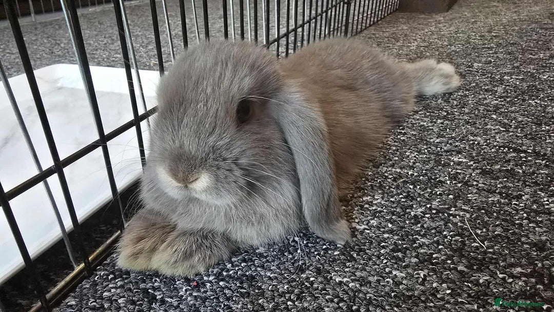 Mini Lop rabbits for sale: Pure bred mini lops ready to go - Image 5