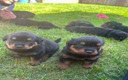Rottweiler dogs for sale: KC Registered Rottweiler Puppies - Image 5