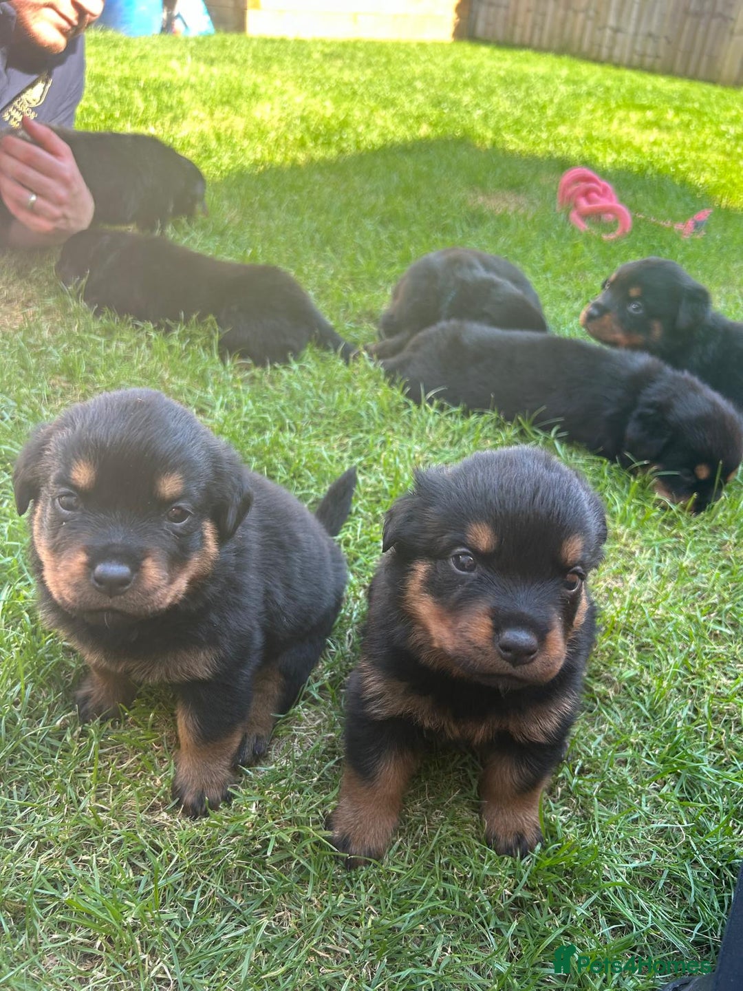 Rottweiler dogs for sale: KC Registered Rottweiler Puppies - Image 5