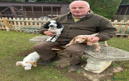 Cocker Spaniel dogs for sale: Working cocker spaniels puppies  - Image 26