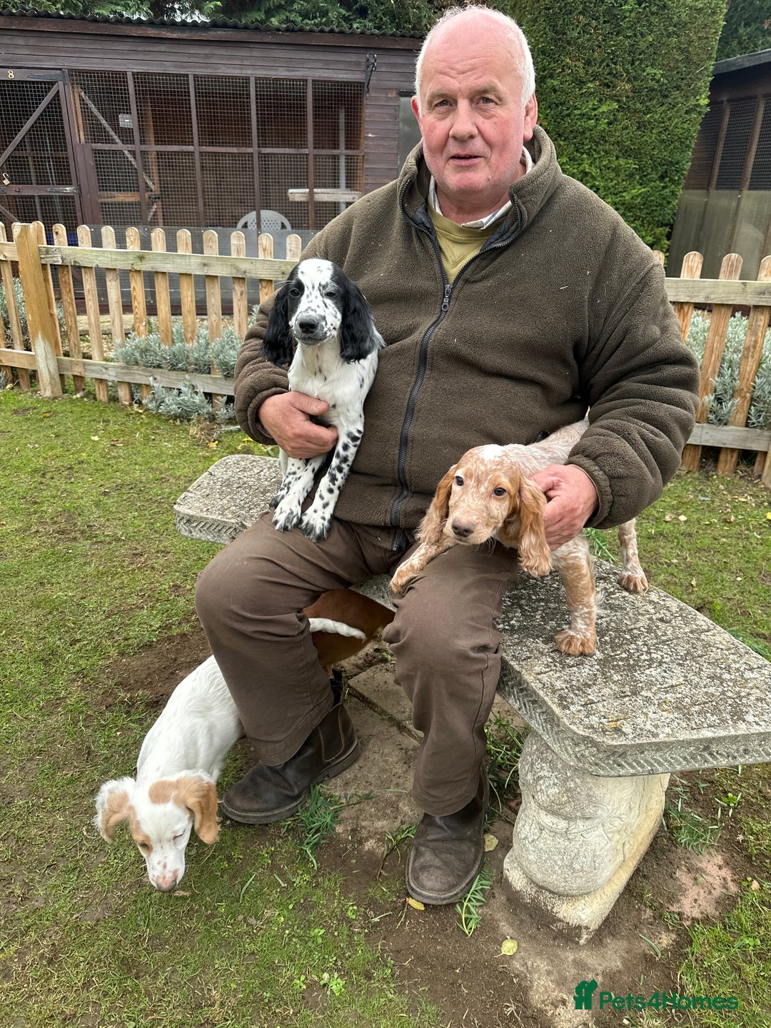 Cocker Spaniel dogs for sale: Working cocker spaniels puppies  - Image 26