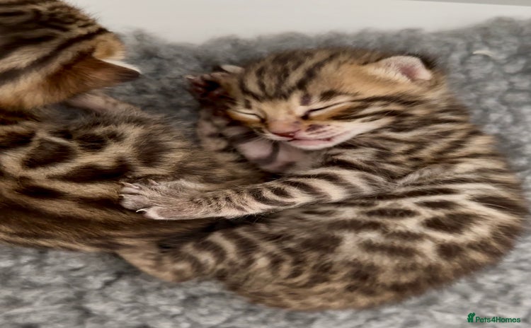 Bengal cats - Advert 9