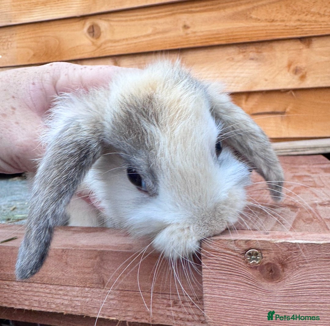 Mini Lop rabbits for sale: Baby bunnies looking for their forever homes🩵🩷 - Advert 3