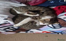 Domestic Shorthair cats for sale: 3 gorgeous Kittens ready for their forever homes - Image 4