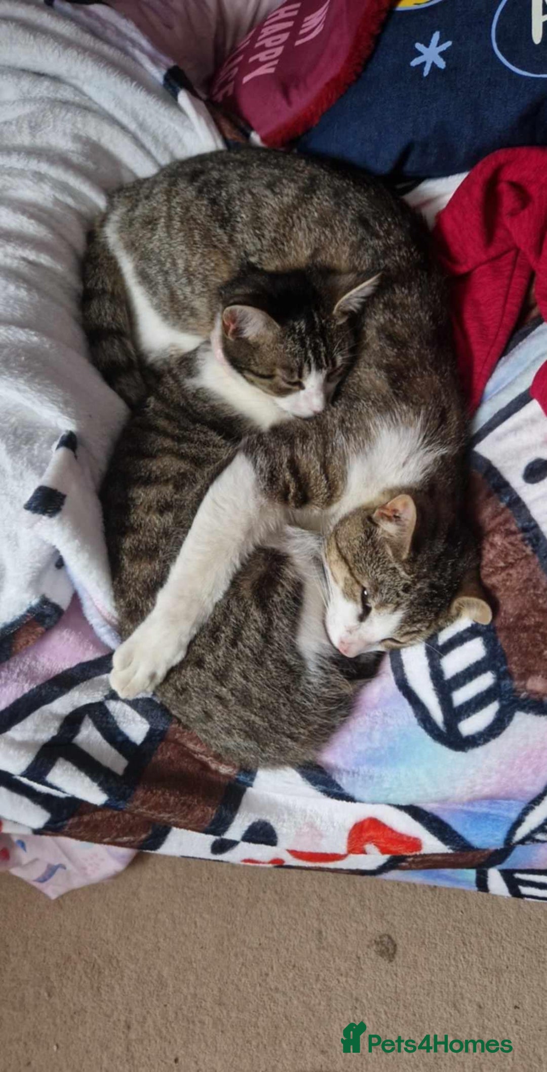 Domestic Shorthair cats for sale: 3 gorgeous Kittens ready for their forever homes - Image 4