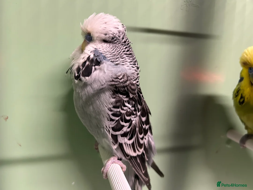 Budgerigars birds for sale: Budgies for sale, all in good health - Advert 4