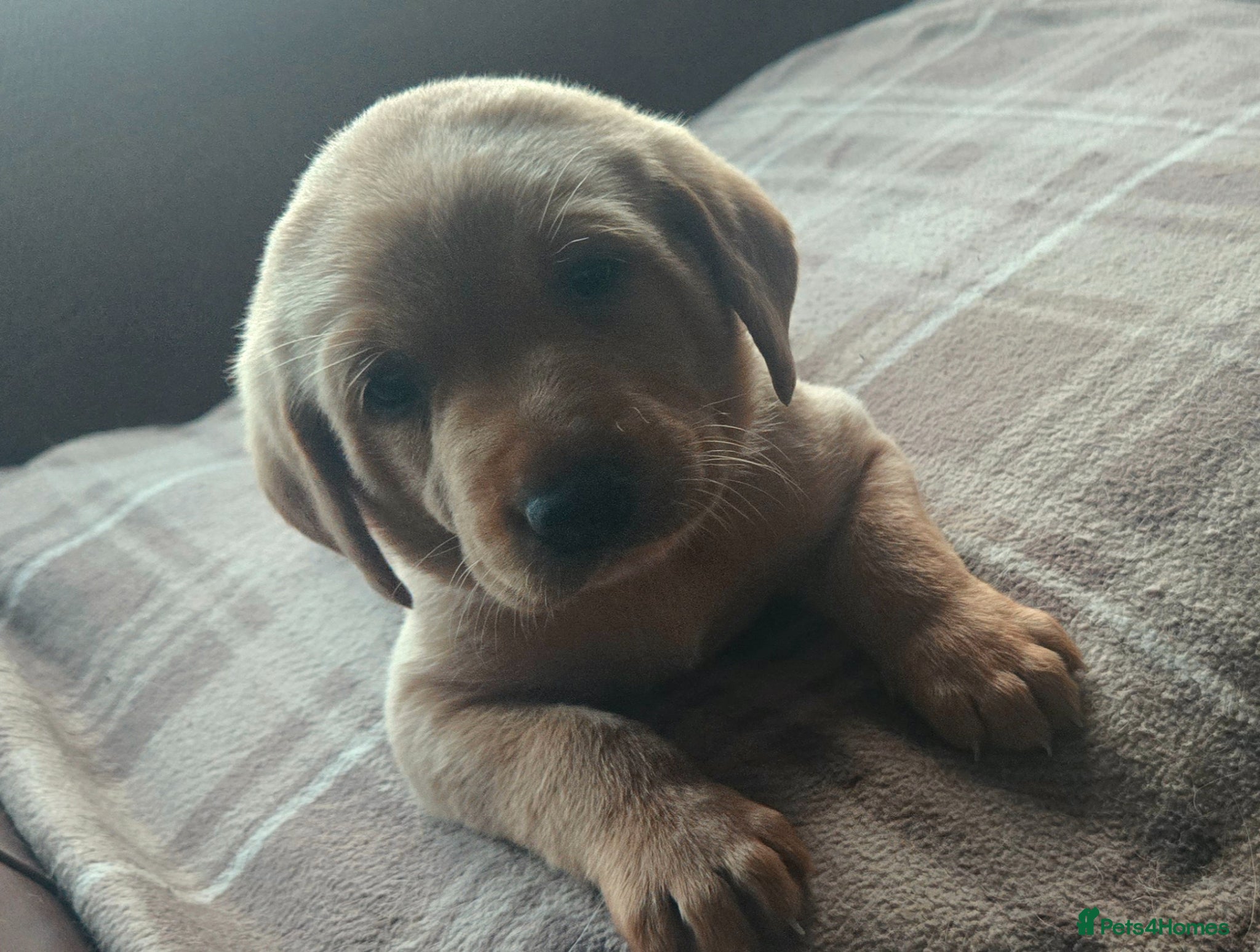 Labrador Retriever dogs Fox red labrador puppies KC Registered - Advert 1