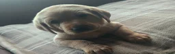 Labrador Retriever dogs for sale: Fox red labrador puppies KC Registered - Advert 6
