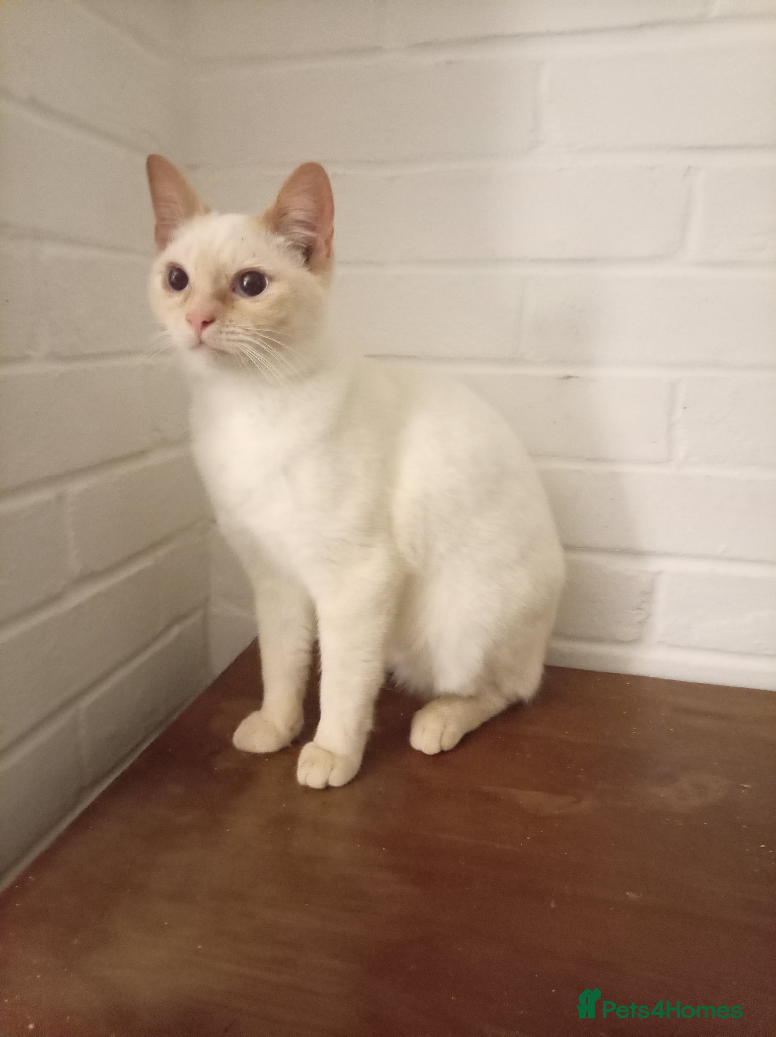 British Shorthair cats Cream tabby colour point male ready now  - Advert 2