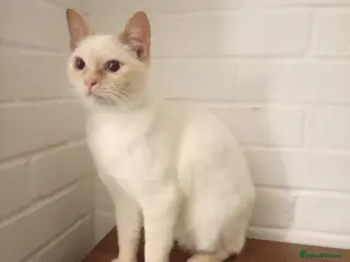 British Shorthair cats Cream tabby colour point male ready now - Advert 7