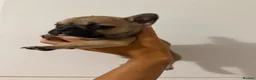 French Bulldog dogs for sale: French bulldog puppies  in Doncaster - Advert 7
