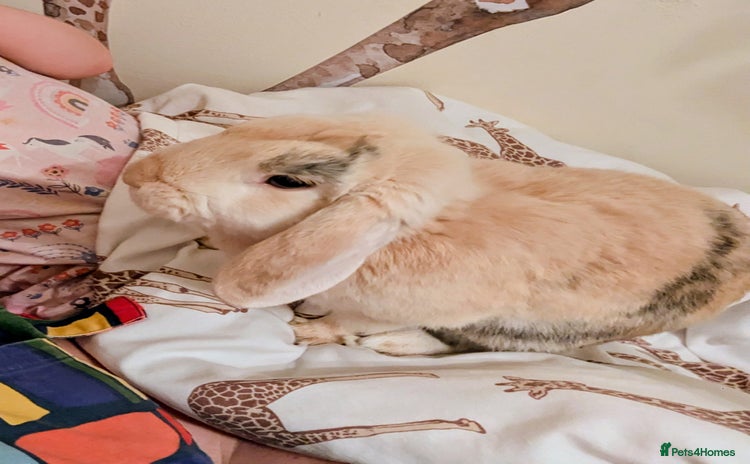 Mini Lop rabbits - Advert 15