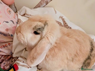 Mini Lop rabbits - Advert 14