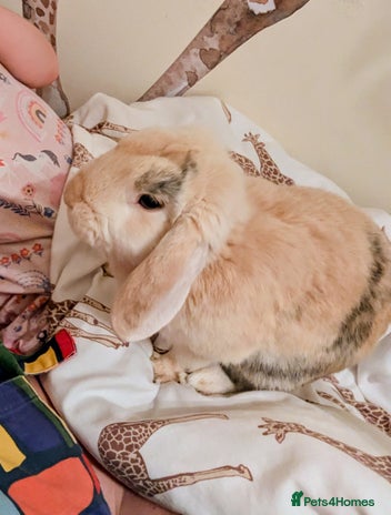 Mini Lop rabbits - Advert 8