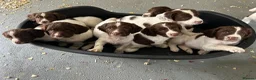 English Springer Spaniel dogs for sale: Royal Kennel  Club  Puppies in Llanrwst - Advert 3