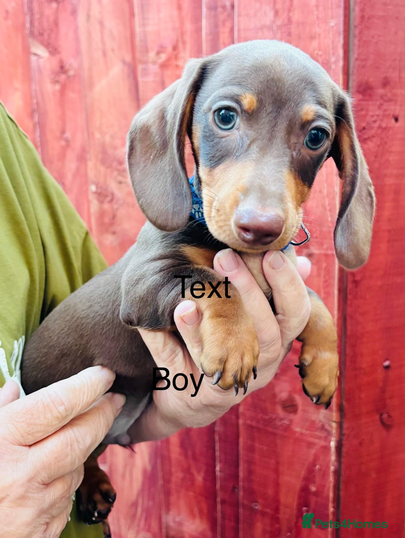 Miniature Dachshund dogs Dachshund puppies from health tested parents  - Advert 8