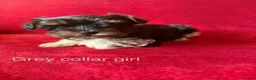 Yorkshire Terrier dogs for sale: Yorkshire/beiwer terrier puppies  - Advert 4