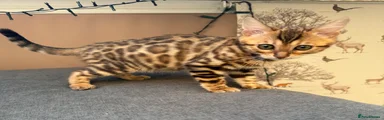 Bengal Female