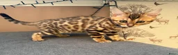 Bengal cats for sale: TICA 🔥 Pedigree health tested 🐾 Bengal Kittens  - Advert 33