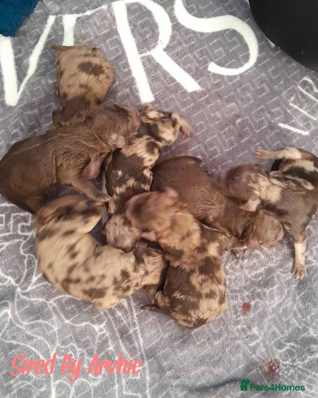 Toy Poodle dogs for stud: Proven Chocolate Sable Toy Poodle Stud in Mexborough - Advert 6