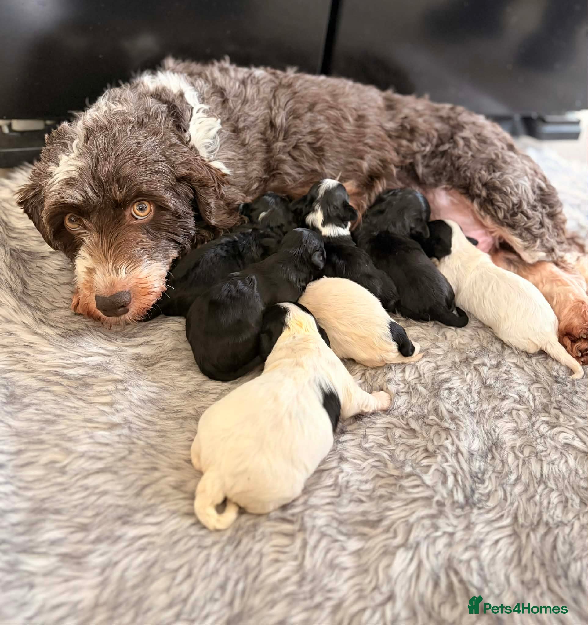 Havanese dogs Beautiful pedigree havanese litter for sale - Advert 1