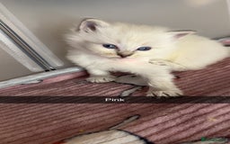 Ragdoll cats for sale: Beautiful pure ragdoll kittens  - Advert 4
