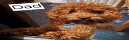 Cavapoo dogs for sale: Tiny toy red cavapoo litter due  - Advert 7
