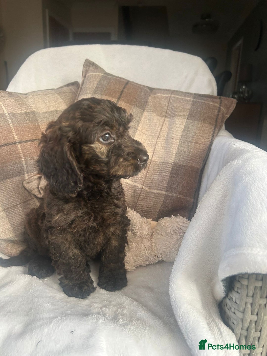 Cockapoo dogs for sale: F1 miniature gorgeous cockapoo puppies  - Image 5