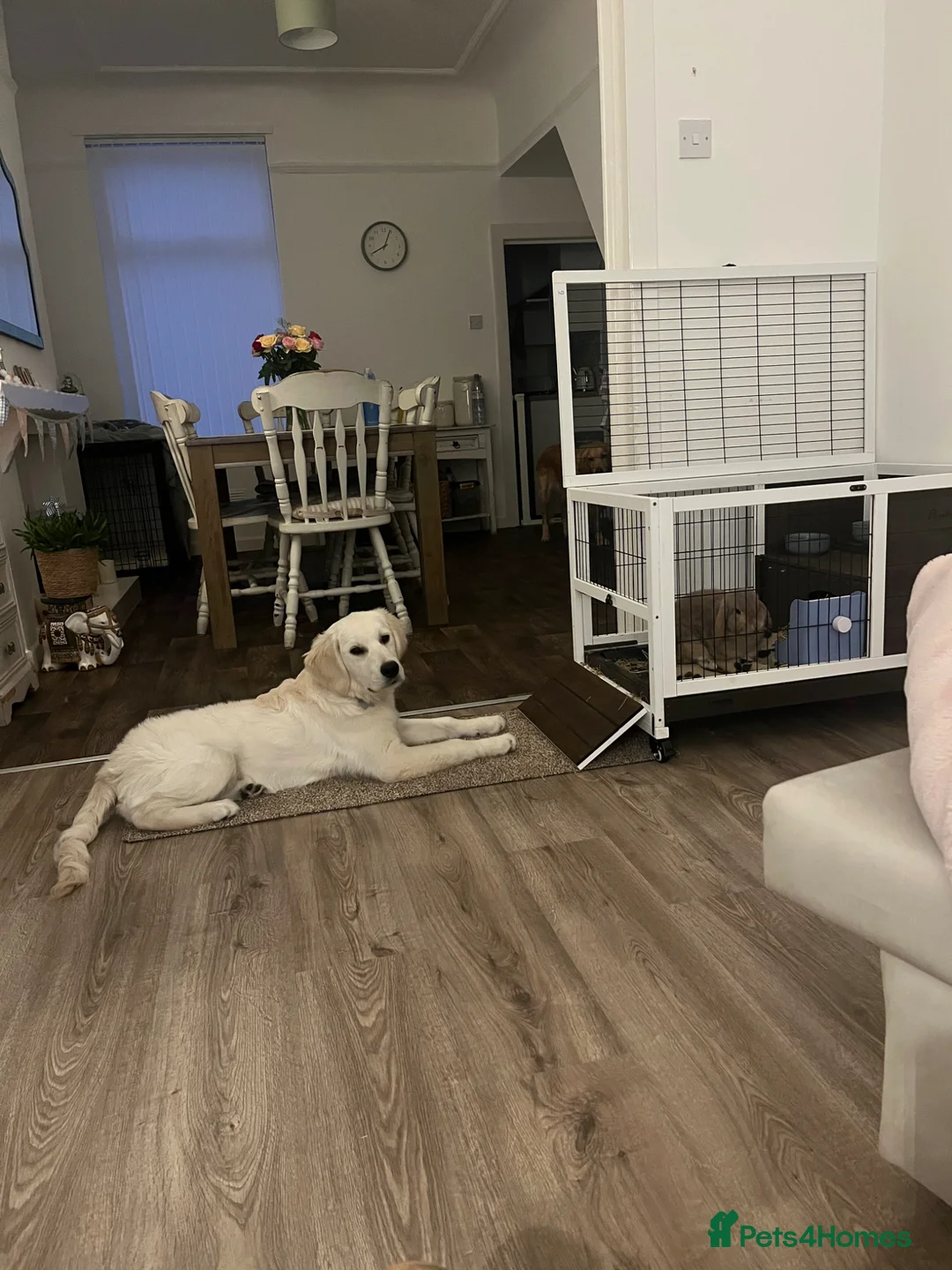 Golden Retriever dogs for sale: 8 month golden retriever  - Advert 1