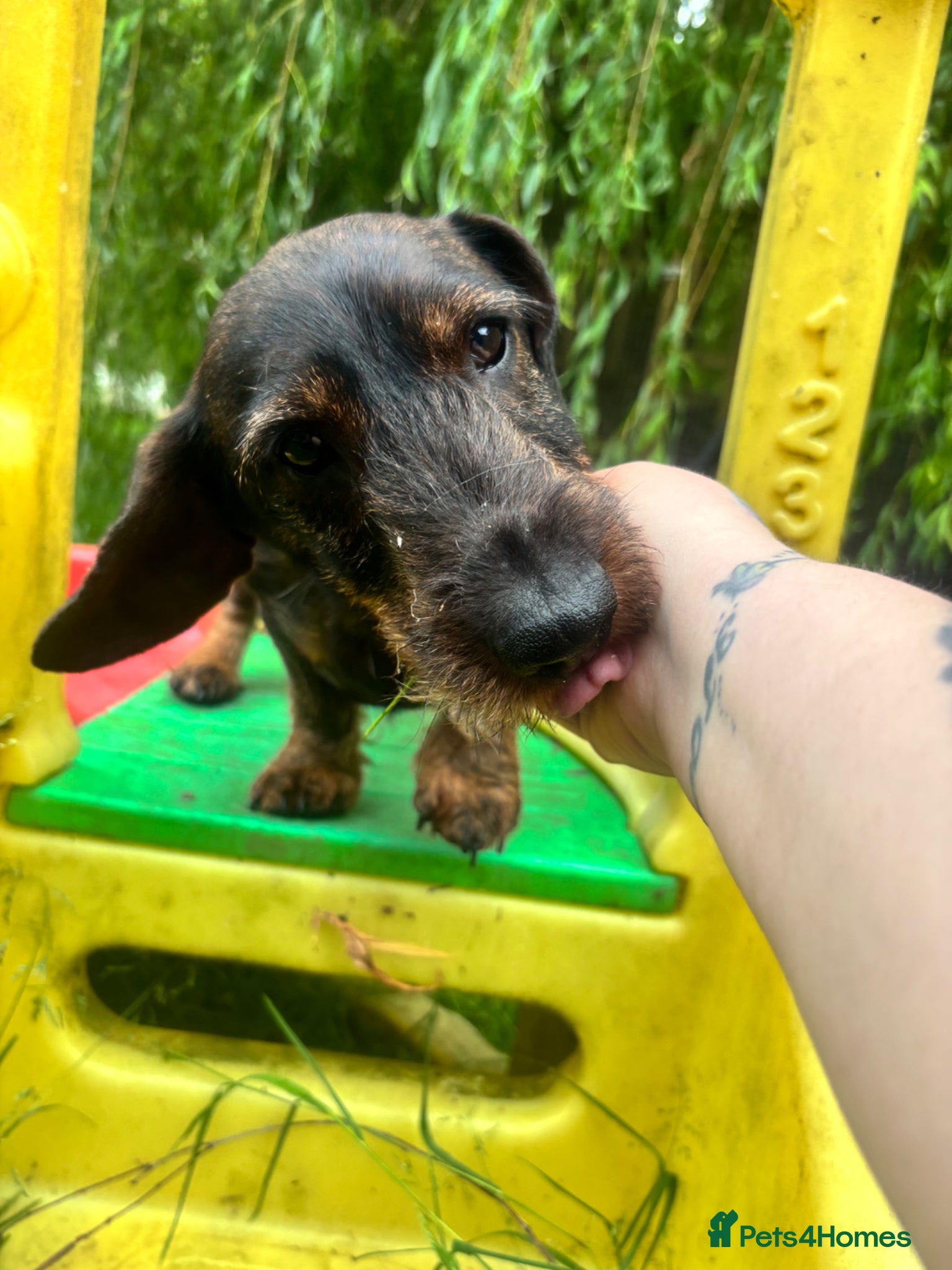 Dachshund dogs KC Reg Teckel Dachshund, Proven Stud Dog For Sale - Advert 4