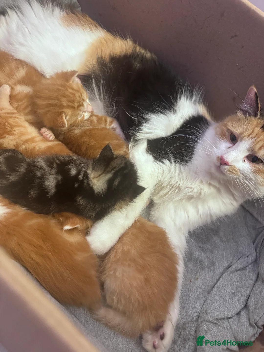 Mixed Breed cats for sale: Beautiful kittens looking for new home ❤️ - Advert 18