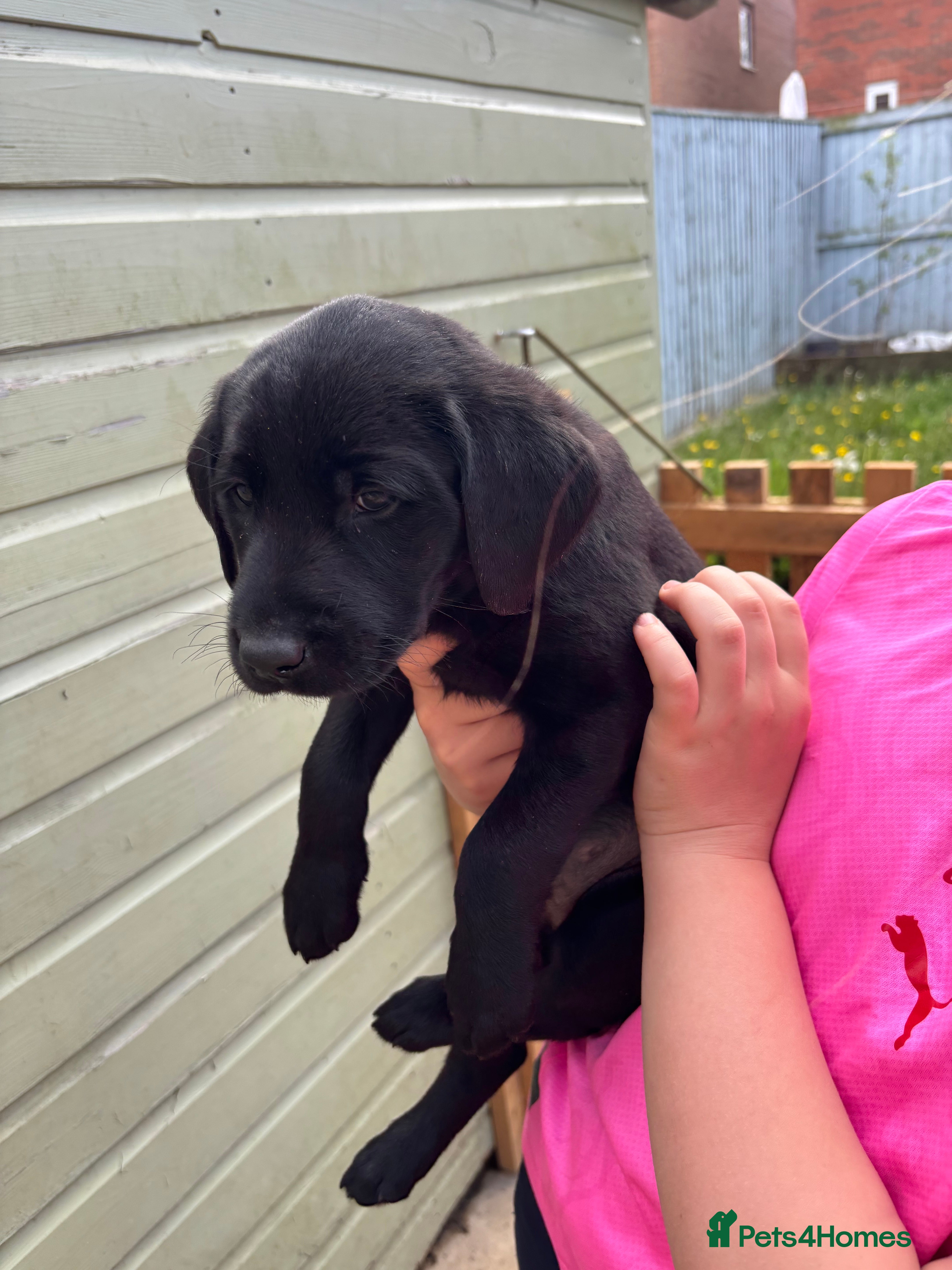Labrador Retriever dogs Labrador puppies - Advert 2
