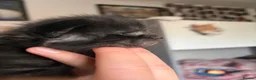 Maine Coon cats for sale: Beautiful Maine Coon kittens - Advert 17