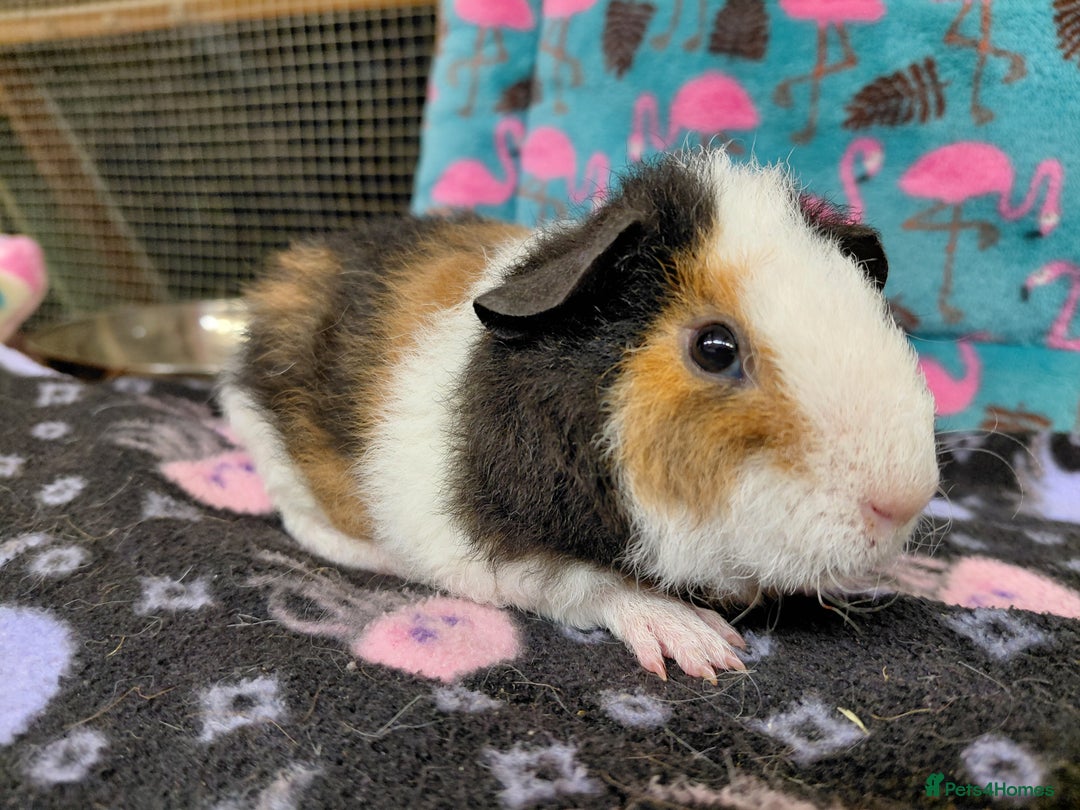 Guinea Pig rodents for sale: Baby Longhaired Brothers/Teddies Available RTR - Image 5