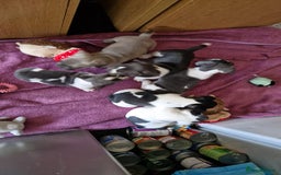 Mixed Breed dogs for sale: Fantastic 3/4 French bulldog and a 1/4 jack puppy - Image 13