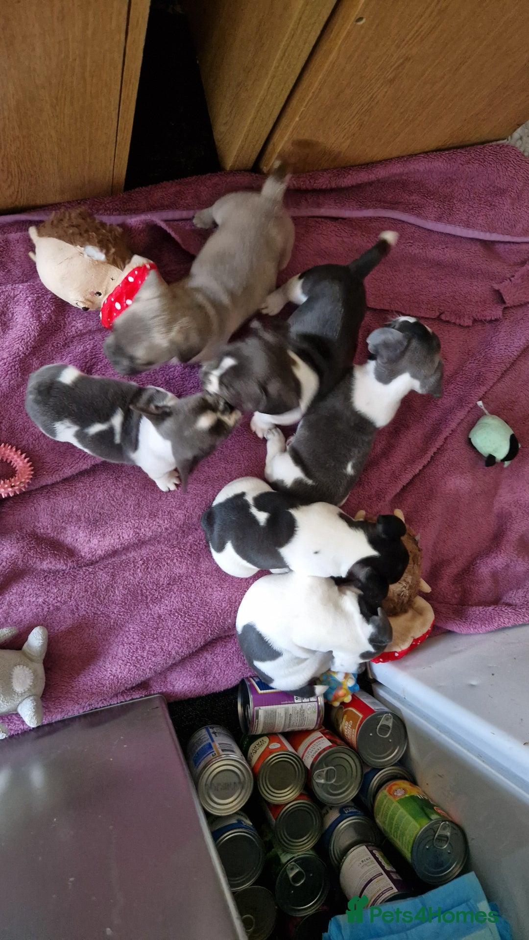 Mixed Breed dogs for sale: Fantastic 3/4 French bulldog and a 1/4 jack puppy - Image 13