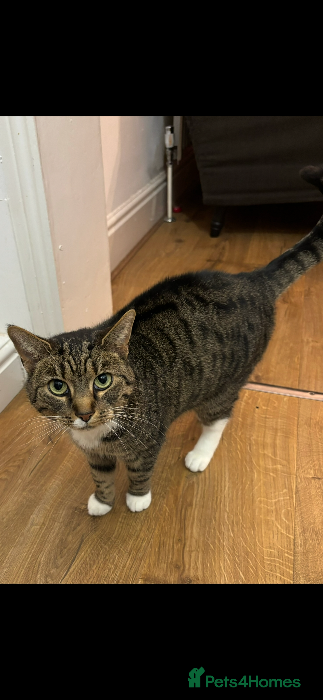 Bengal cats for sale: Female bengal/tabby cats - Advert 3