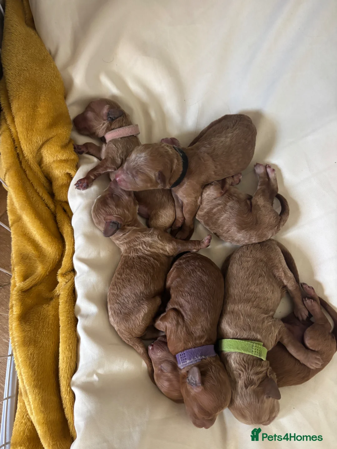 Mixed Breed dogs for sale: F1B cockapoos  in Wrexham - Advert 2