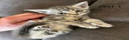 Mixed Breed cats for sale: Stunning kittens available ready now  - Advert 5